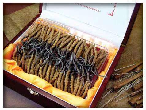 金江镇冬虫夏草回收